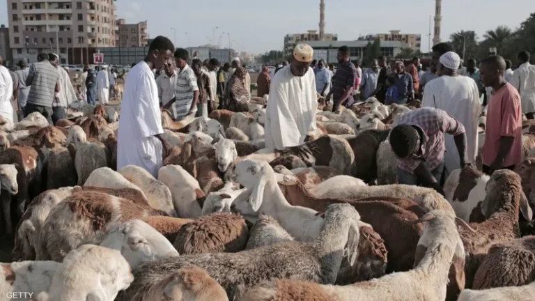 تفاوت أسعار الأضاحي بين دارفور وبقية الولايات مع اقتراب عيد الأضحى