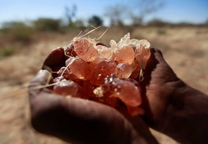 تقرير أممي: اقتصاد الحرب في السودان يغذي النزاع ويهدد سلاسل الإمداد العالمية